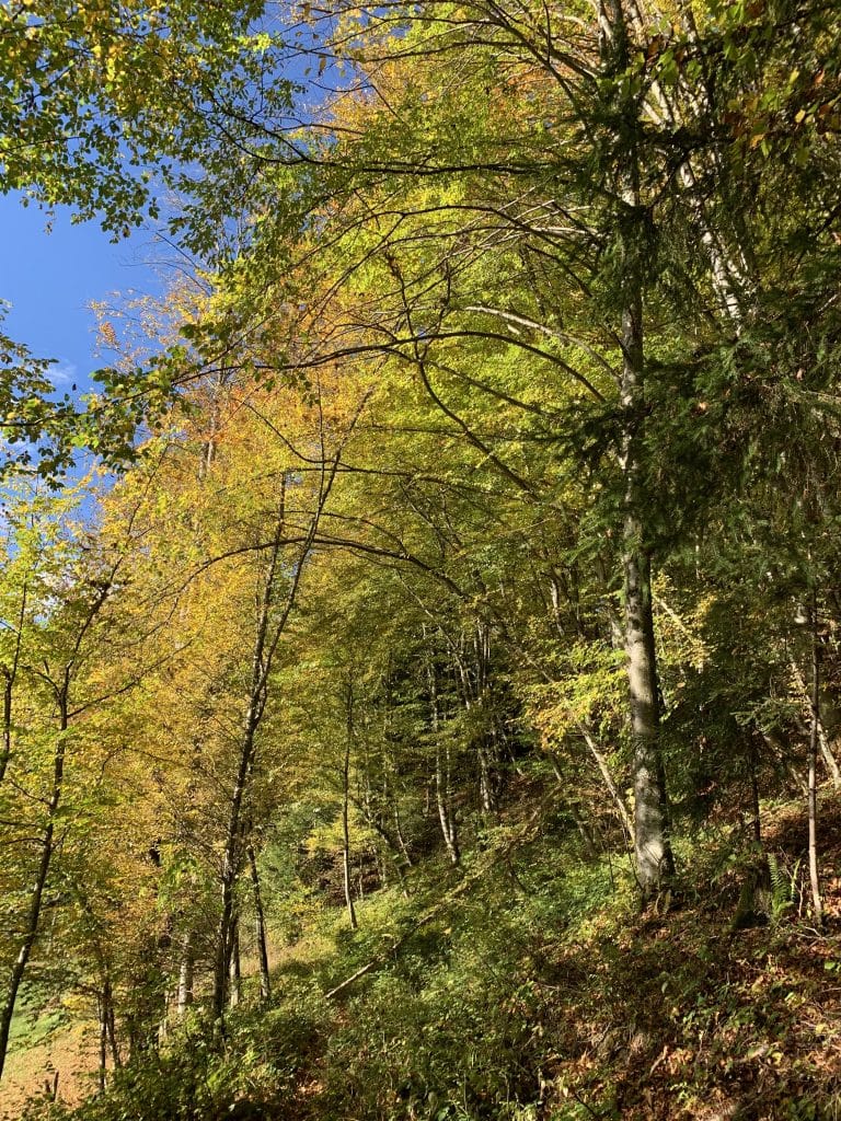 Herbststimmung im Mischwald