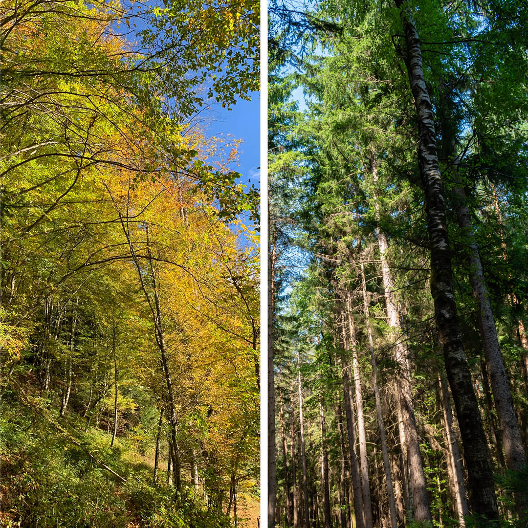 Mischwald im Vergleich zu einem Monokulturwald