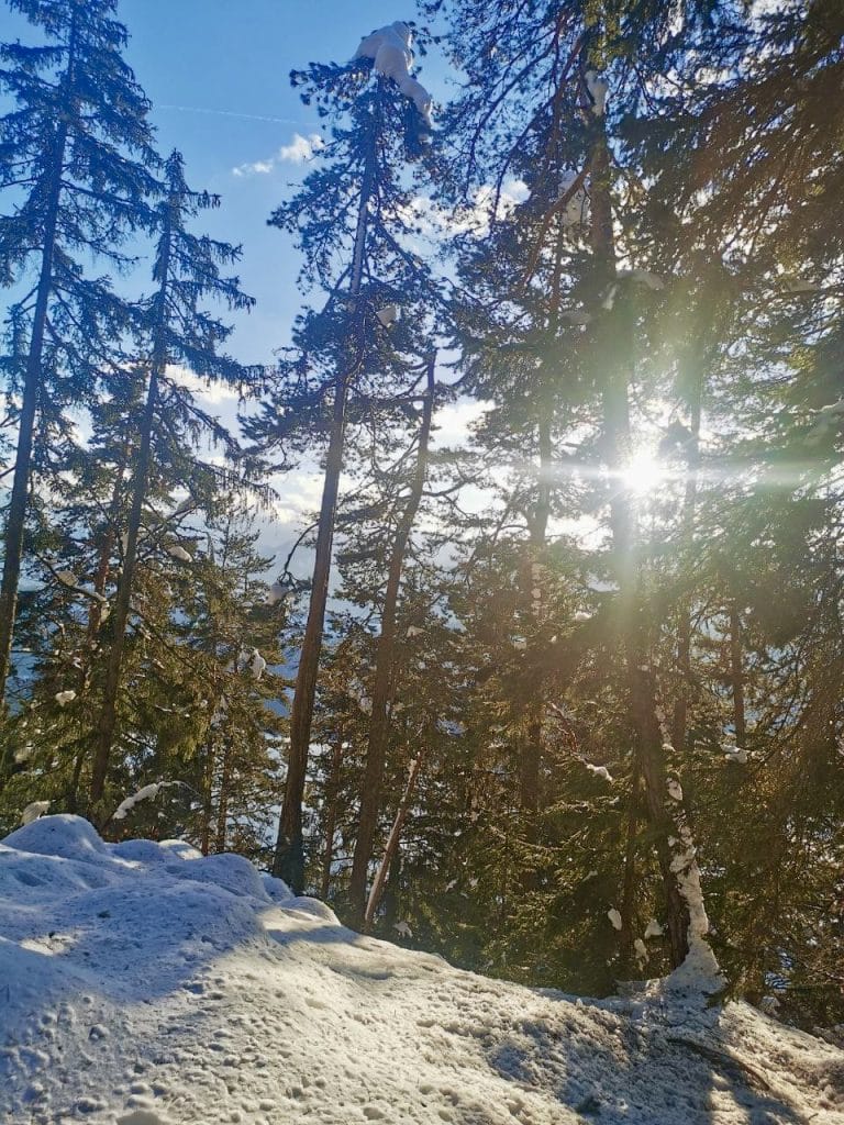 verschneiter Wald mit Sonnenschein