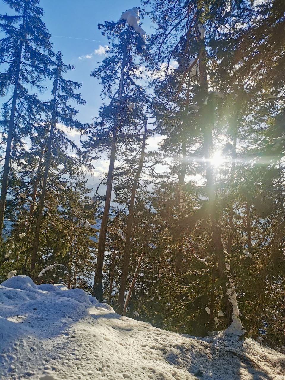 verschneiter Wald mit Sonnenschein