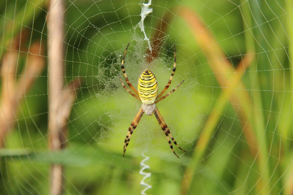 Spinne im Netz